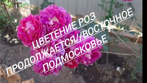 Descargar video: 24.#Цветение роз продолжается//Восточное Подмосковье//21.09.24🌹🌹🌹