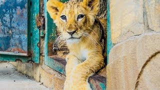 Пока я снимаю Куколку и тигрят, маленькие воришки ЛАЗАЮТ у меня по карманам!