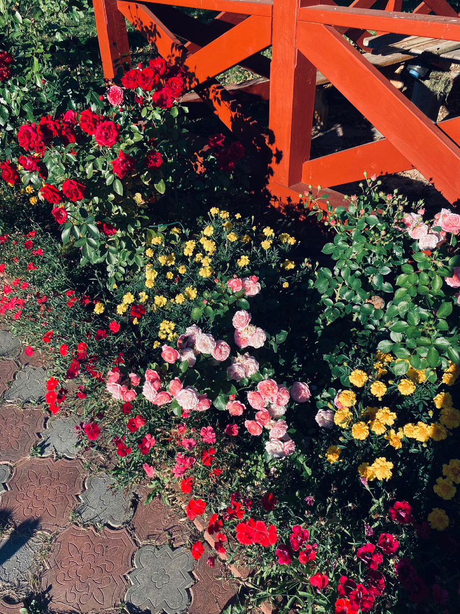 А розы, бархатцы и садовая гвоздика еще вовсю цветут. Везде фото автора.ри
