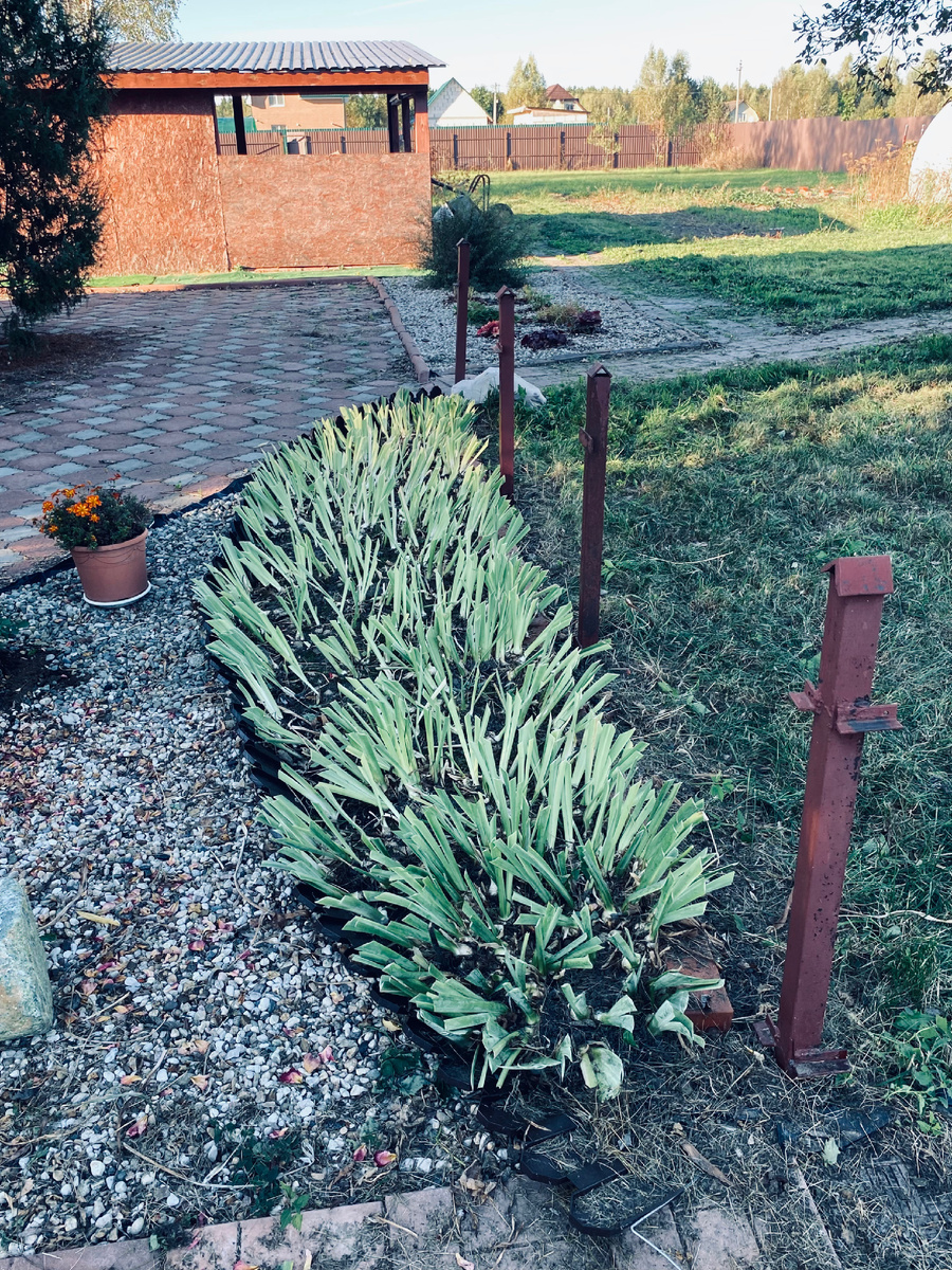 Ирисы были пострижены одними из первых.