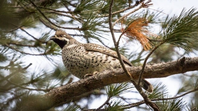 Рябчик самец. 