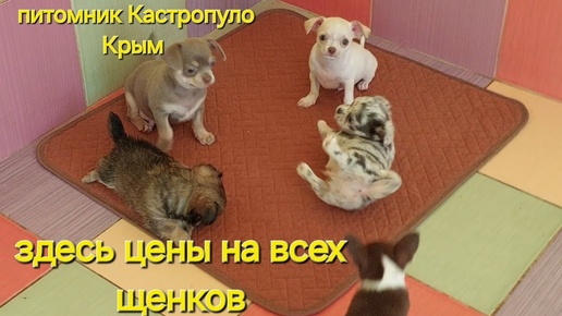 ‼️ЦЕНЫ ЗДЕСЬ ПРОДАЖА ЧИХУАХУА ПИТОМНИК КАСТРОПУЛО КРЫМ КУПИТЬ ЩЕНКА #chihuahua #puppy