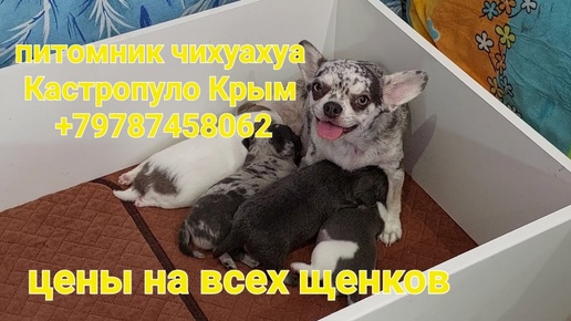 #влог #ПРОДАЖА #чихуахуа #питомник собак Кастропуло Крым купить щенка +79787458062 viber WhatsApp