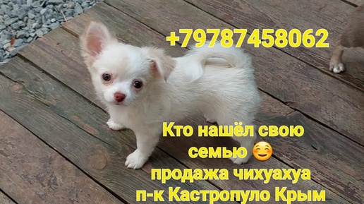 #влог ПРОДАЖА чихуахуа питомник Кастропуло Крым купить красивого щенка +79787458062 viber WhatsApp