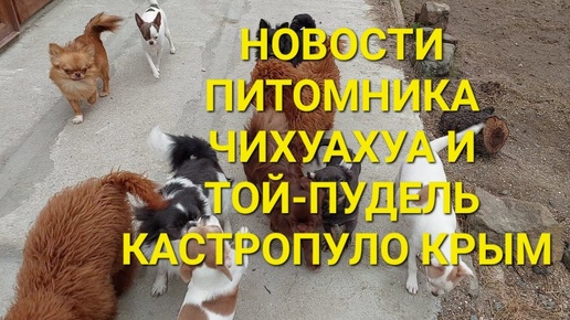 +79787458062 Новости питомник #чихуахуа и той-пудель Кастропуло Крым #Chihuahua