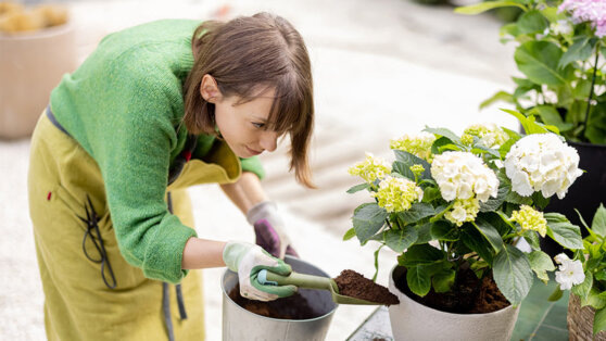    Как и когда обрезать гортензию, чтобы растение пышно цвело Сергей Бунеев