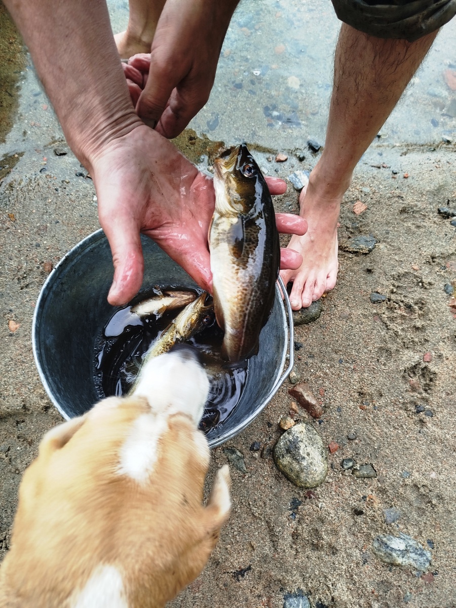 Беломорская треска