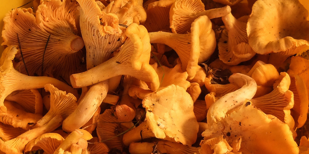 «Лисички – прекрасные грибы»! Надо ли их варить? Мы - варим