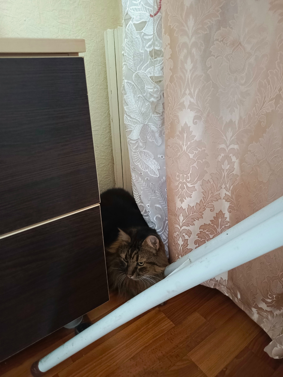 Я же умный кот, сразу всё понимаю.