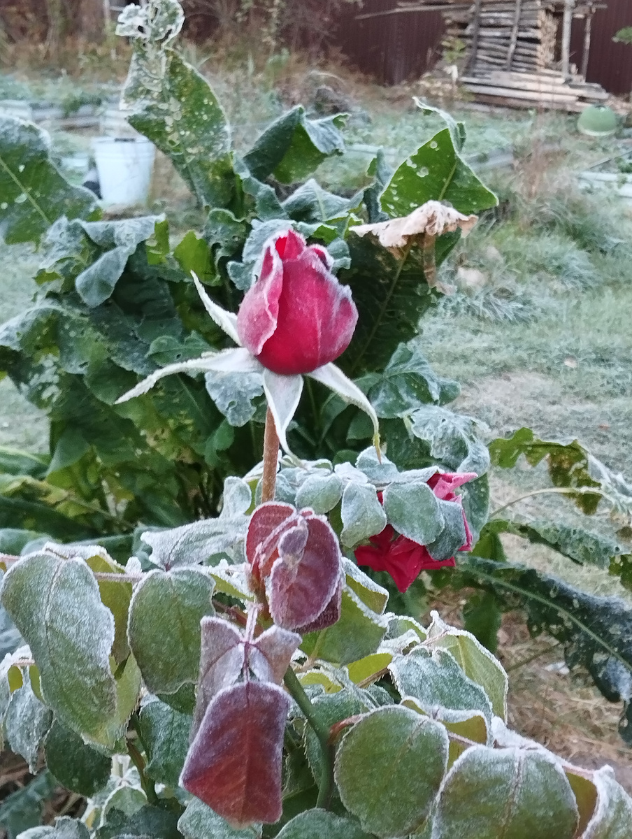Наше утро на даче в понедельник 23.09.2024 г. Заморозок
