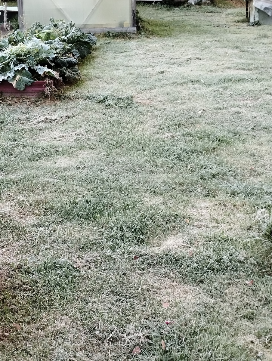 Такая травка замёрзшая 