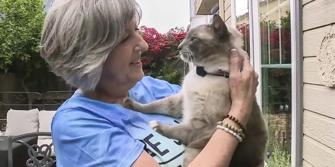 В США кот прошел почти 1,5 тысячи километров, чтобы добраться до дома