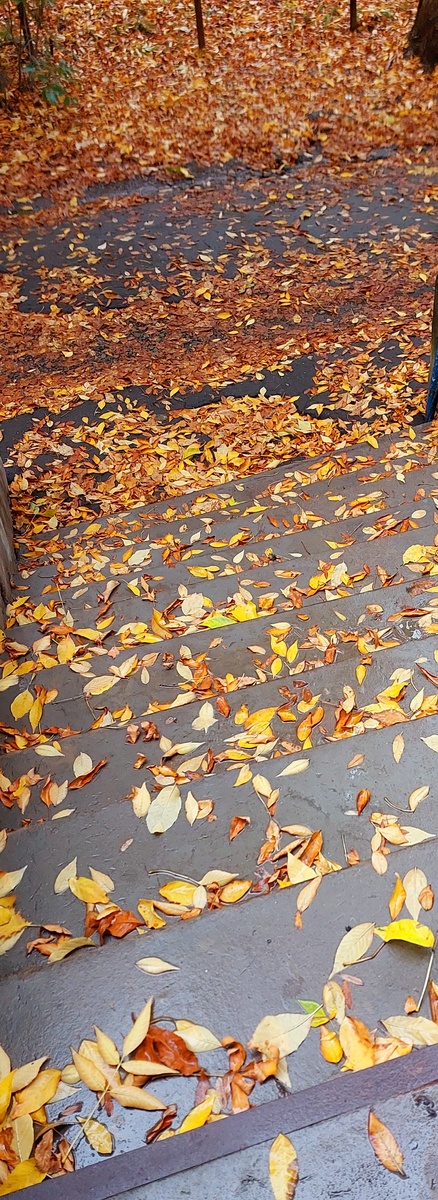 В пятницу на работу я шла уже по осеннему городу