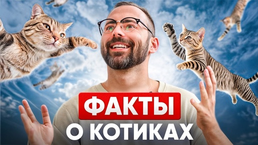 12 кошачьих фактов, о которых вы и не догадывались!