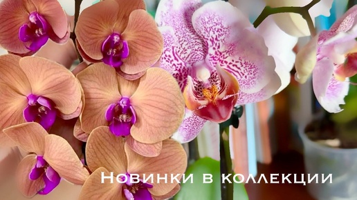 Новинки орхидей в коллекции от Орхомир, Санкт-Петербург #phal #orchids #распаковка #орхидеявеснушкабабочка #goldsun