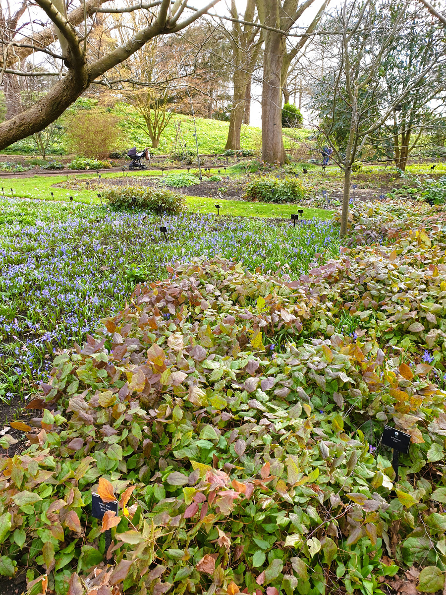 Как вам такой "луг" из горянки и пролески? Весеннее волшебство в ботсаду Кью.