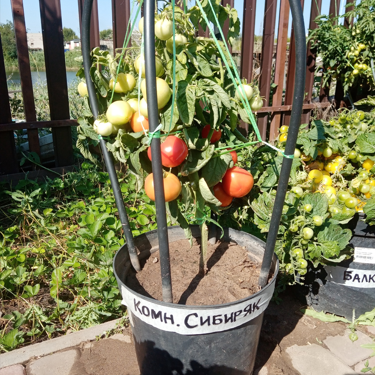 Томат Комнатный Сибиряк в контейнере 10 литров. Грунт – речной песок.