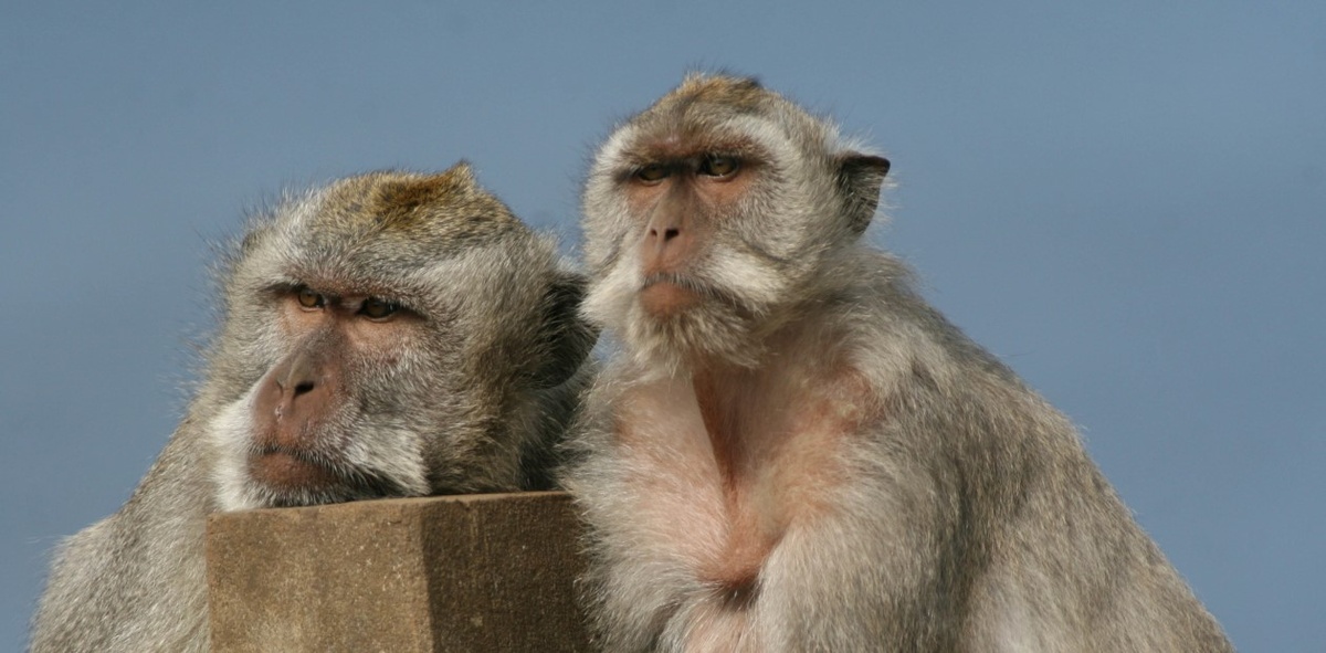 Яванский макак, или макак-крабоед (Macaca fascicularis). Бали 