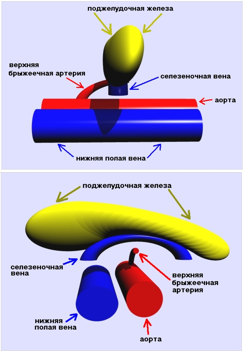 Рис. 01 Схема взаиморасположения поджелудочной железы и крупных абдоминальных сосудов. 