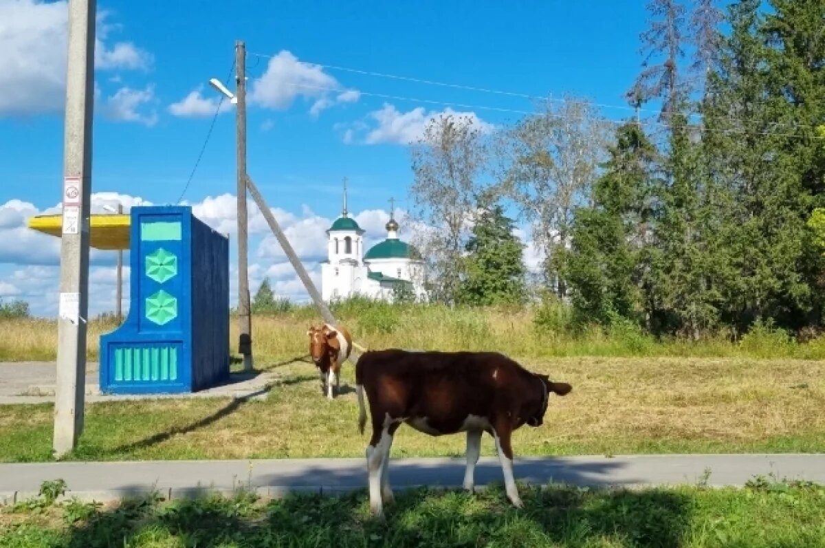    В этот раз жители заметили собак, окруживших корову.