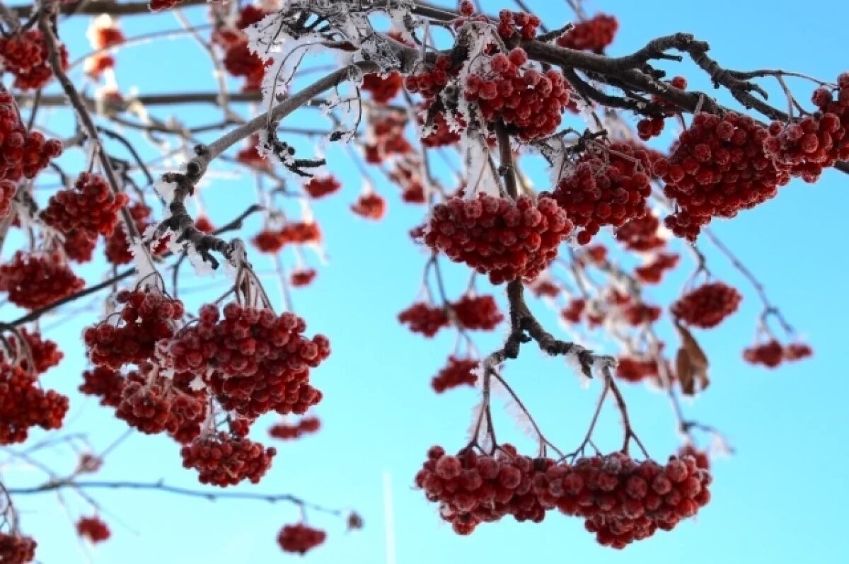    В Удмуртии 23 и 24 сентября ожидаются заморозки до -2 градусов