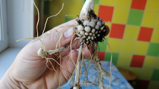 Рябчик Камчатский (Fritillária camschatcénsis) чёрный и мартагоны мне в подарок 21. 09.2024