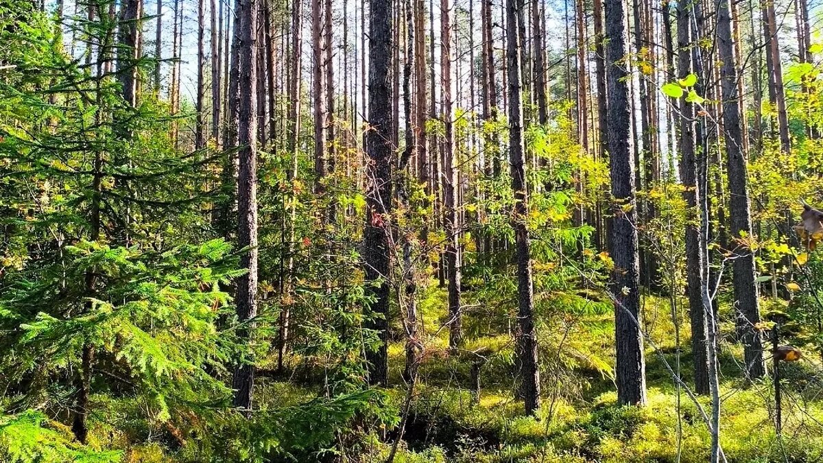     Источник: Питкяранта. ДПСО «Длинный Берег»