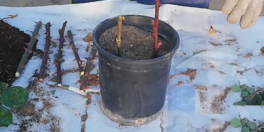 Как правильно хранить черенки роз, гортензий и клематисов в домашних условиях