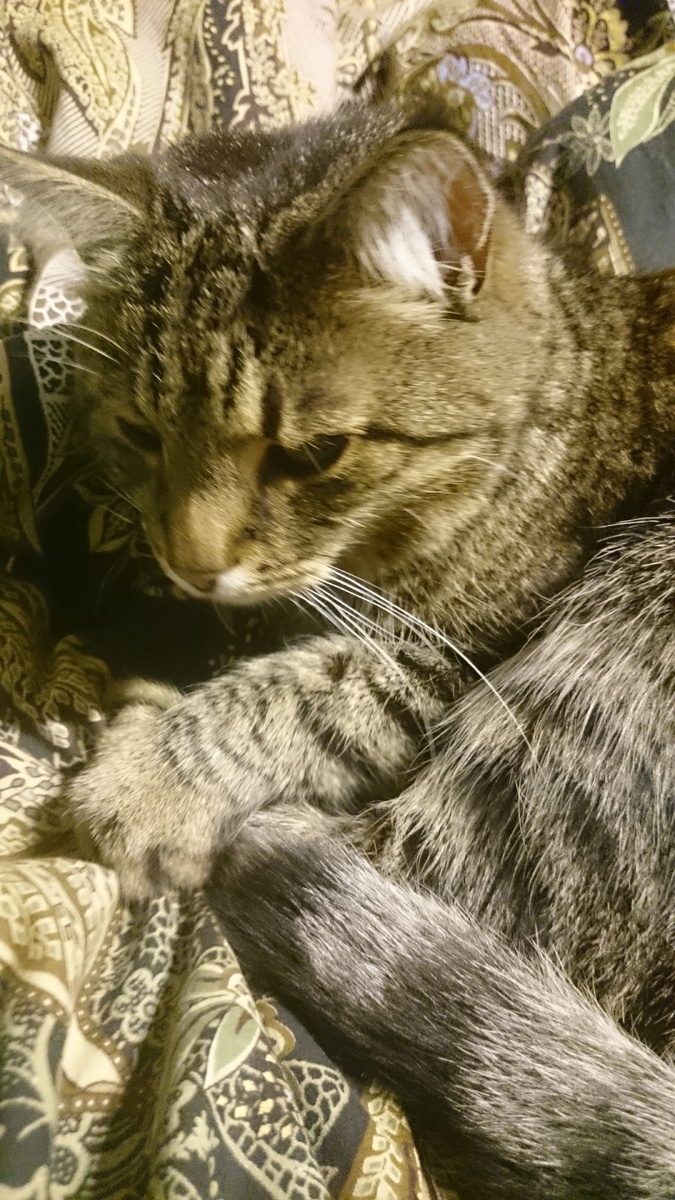 Наш первый кот Маркос