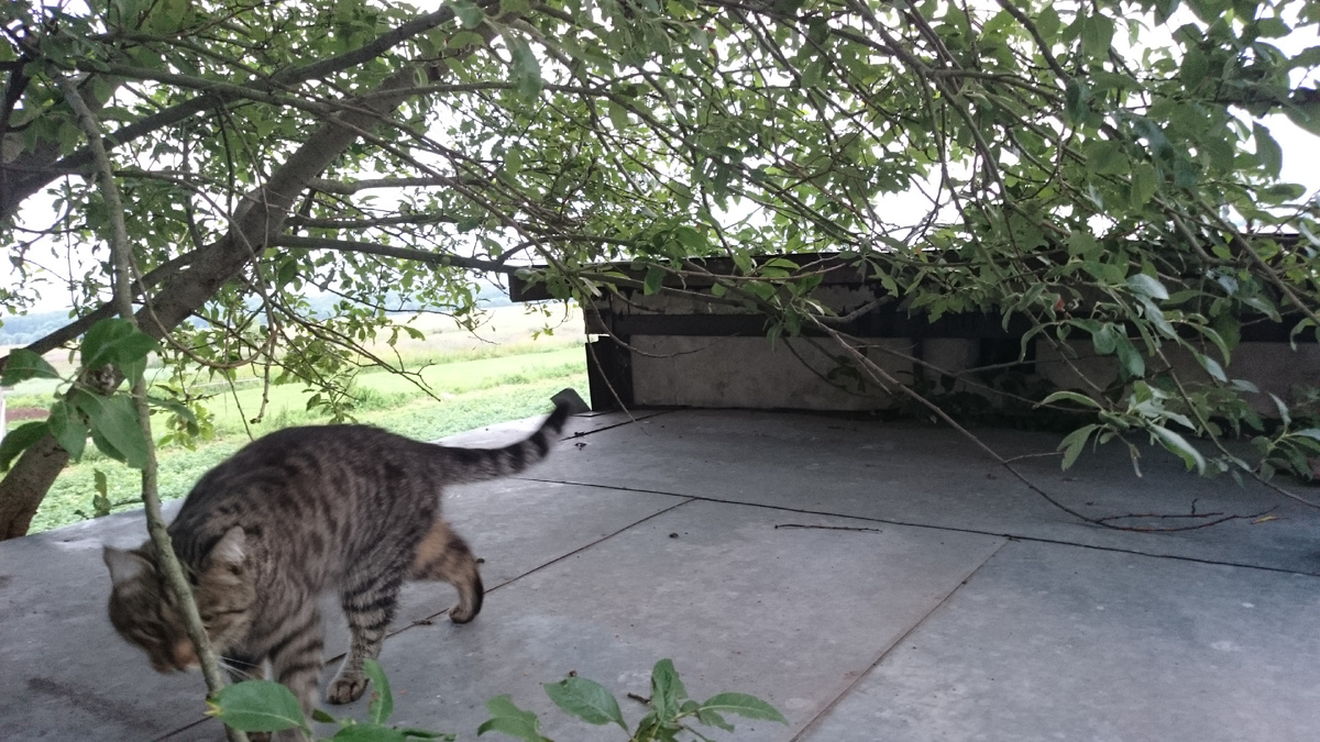 Маркос идет заниматься йогой:)