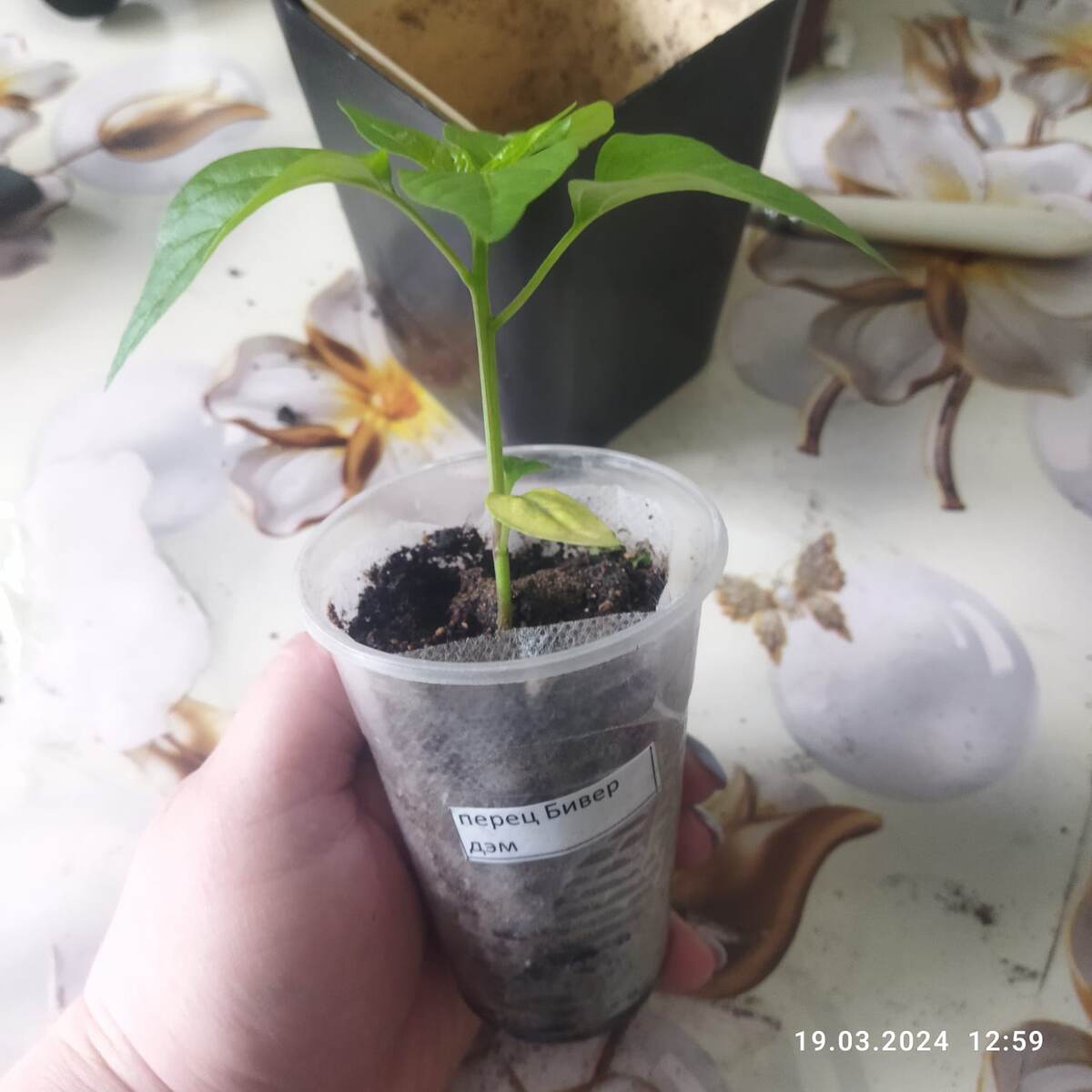 Сеяла сюда. Листайте