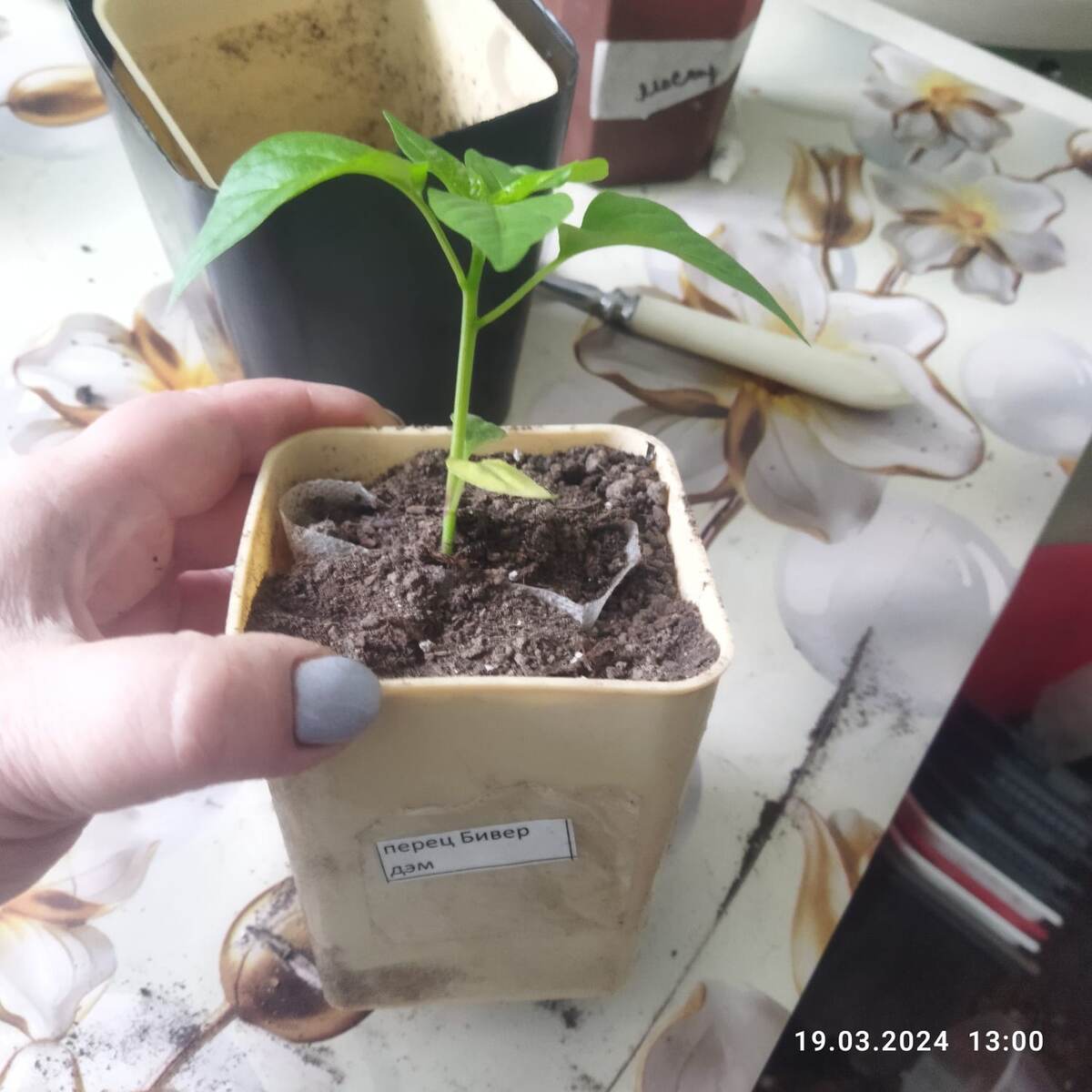 Пересадила в стакан побольше