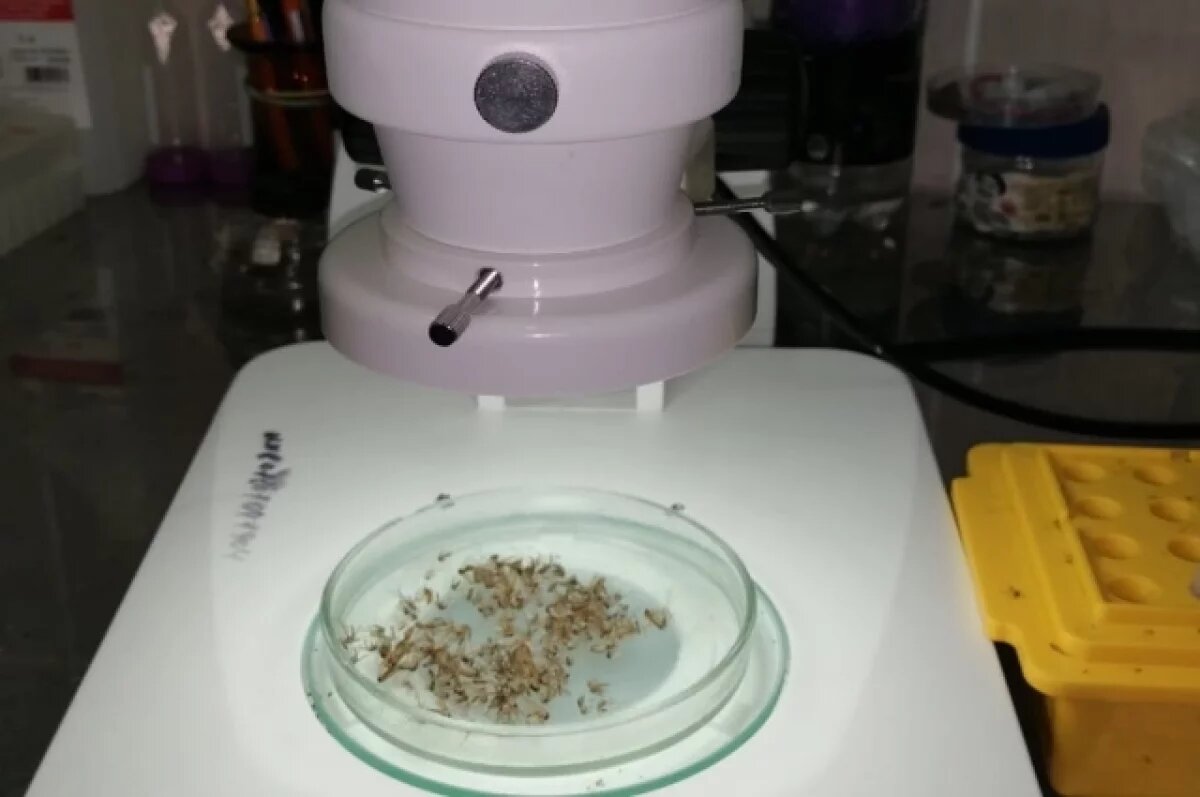    Вирус лихорадки Западного Нила нашли у комаров в Челябинской области