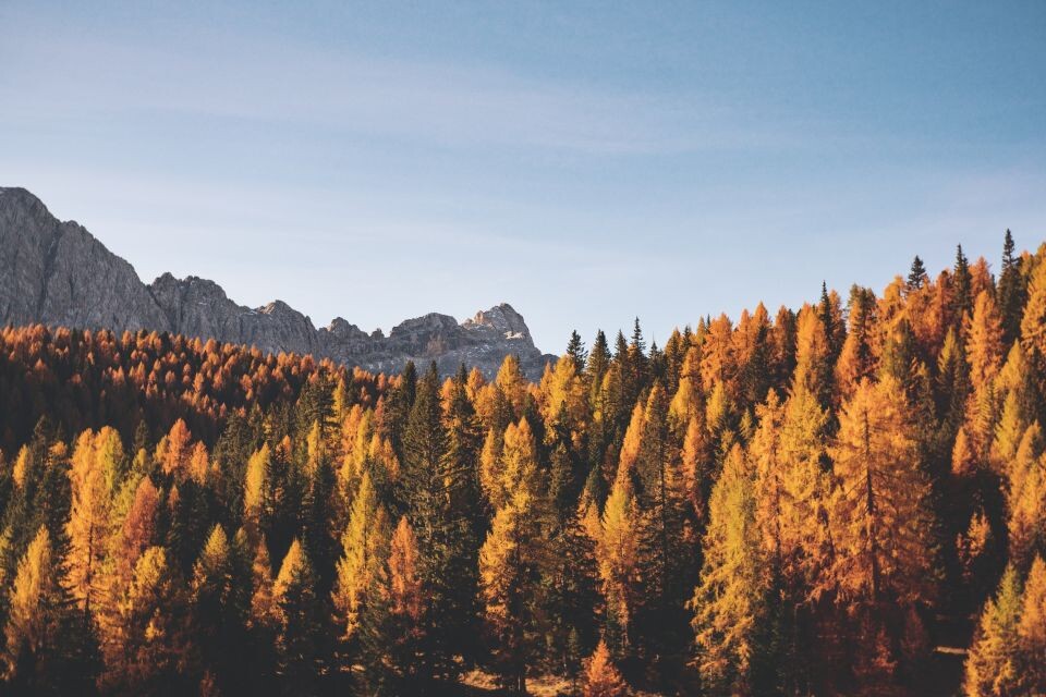    Осень. Листья. Природа. Источник: Unsplash.com
