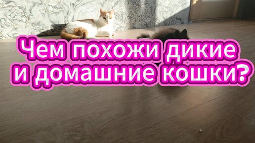 схожесть диких и домашних кошек