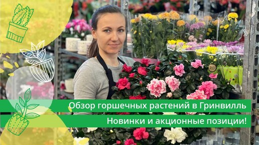 ОБЗОР ГОРШЕЧНЫХ РАСТЕНИЙ В ГРИНВИЛЛЬ! НОВИНКИ И АКЦИОННЫЕ ПОЗИЦИИ