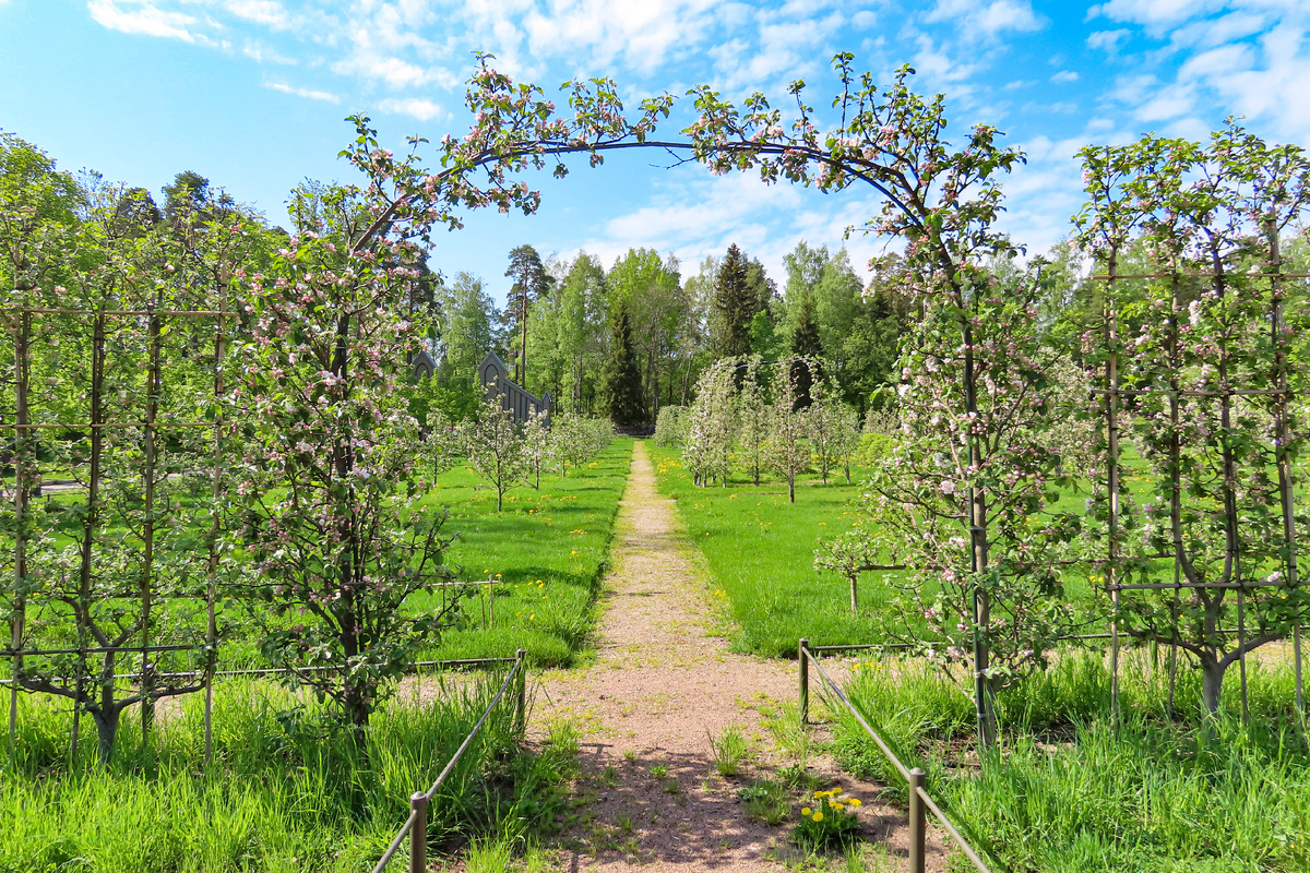 Вертикальный кордон и пальметты Верье