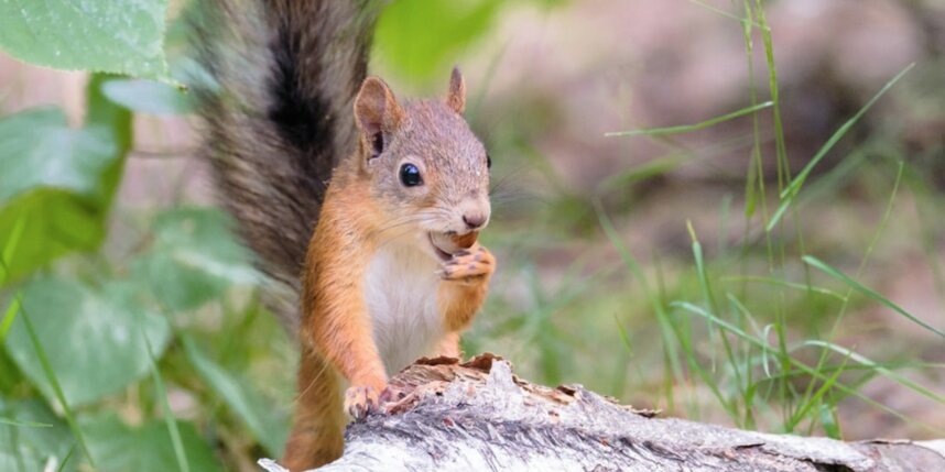    Алёна Бобрович