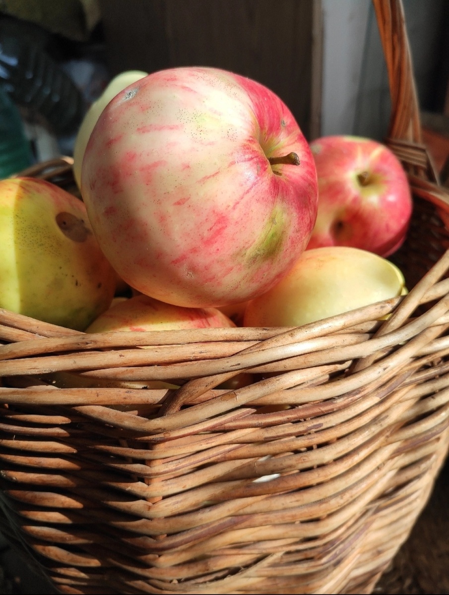 В этом году у нас много яблок. Урожай хороший! Некуда девать!🙂