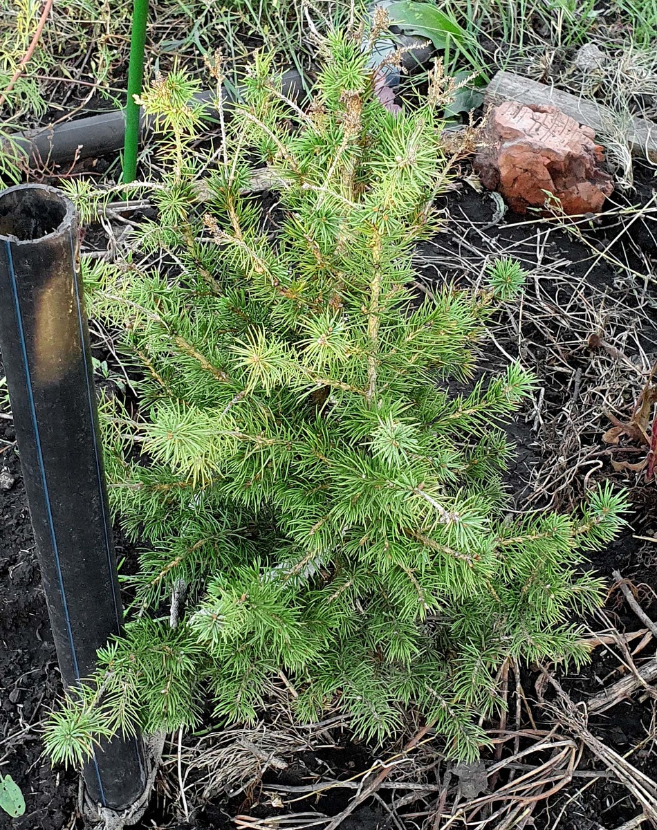 Ель Коника 22 сентября 24 года.