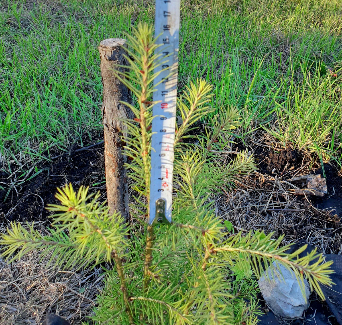 Галерея. Псевдотсуга от Сидоркина на 22 сент 24 года.