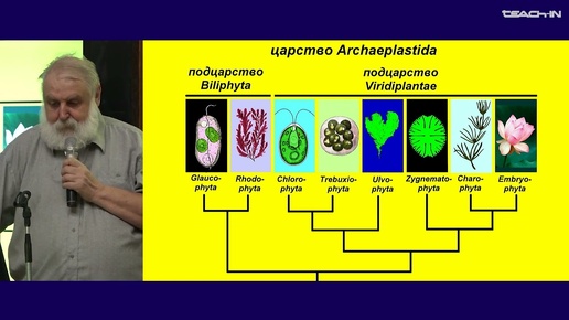 Малахов В.В. - Зоология беспозвоночных - 3. Надцарство Diaphoretickes