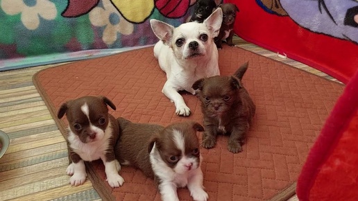 Юлиана и детки чихуахуа питомник Кастропуло #Крым купить щенка #puppy #sale #влог #chihuahua