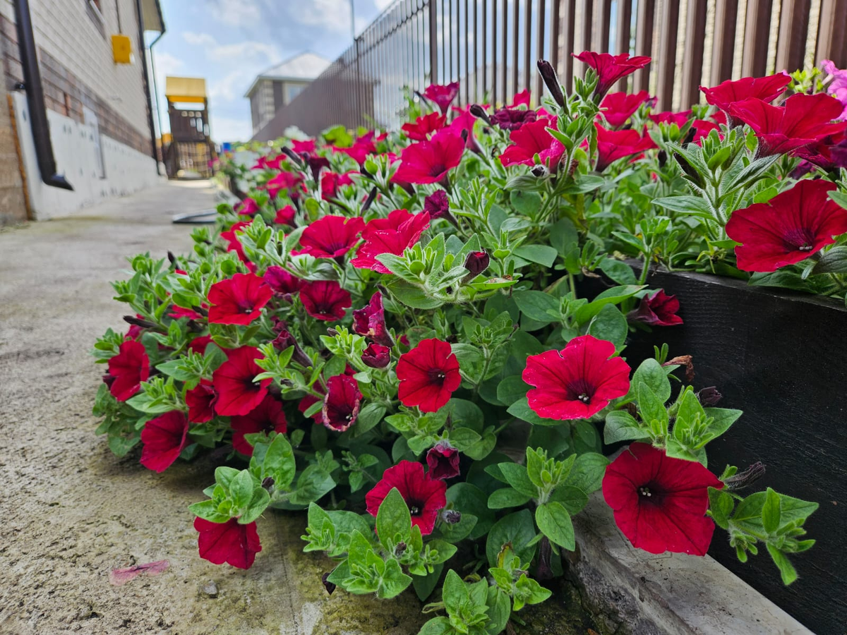 Плотный ковёр петуний на клумбе