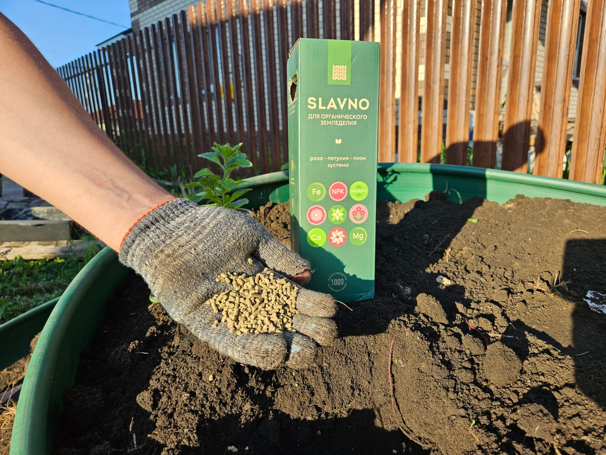 SLAVNO ������� ���������� �� ����� �������