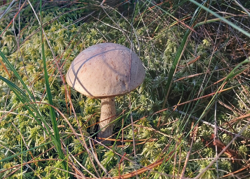    Фото: vk.com/gribi62