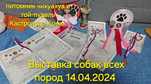 выставка собак всех пород 14.04.2024 КСС UCO достижения питомник чихуахуа и той-пудель Кастропуло