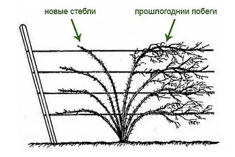 Обрезка обычной и ремонтантной ежевики осенью: основные моменты