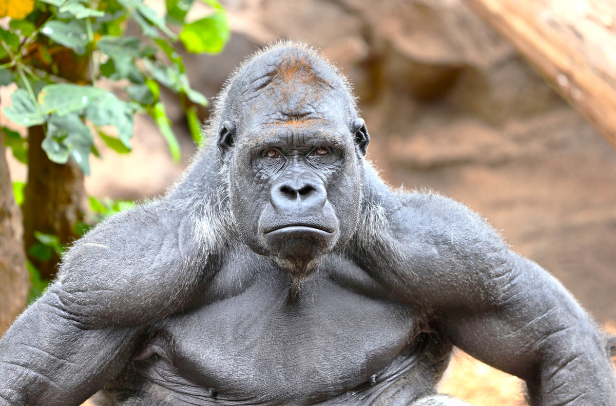 Фото с сайта https://animals.pibig.info/