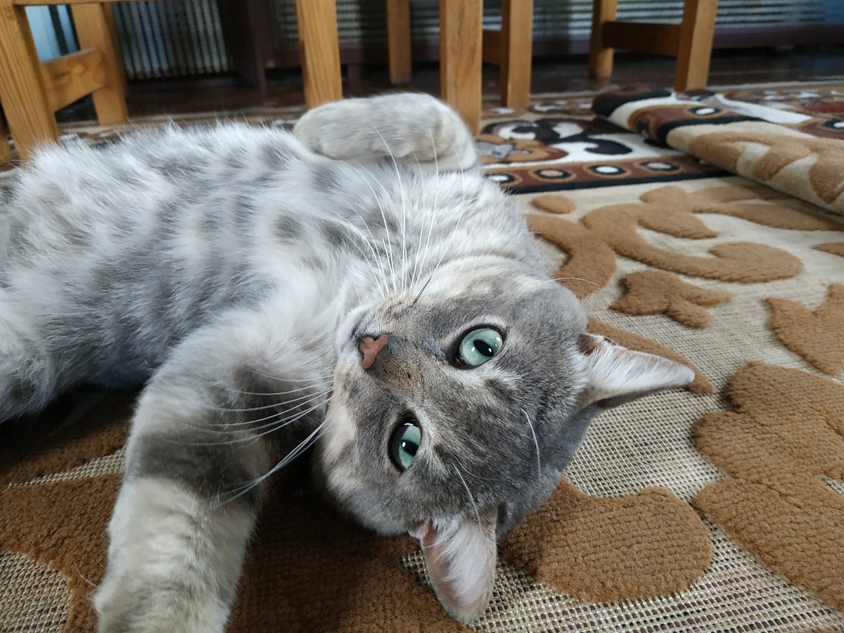 Брат кота Жорика тоже красив. У Барсика редкий цвет глаз, напоминающий бирюзу или морскую волну. 